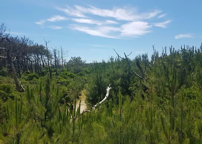 Daire La Pinede Oceane,400m Des Plages *